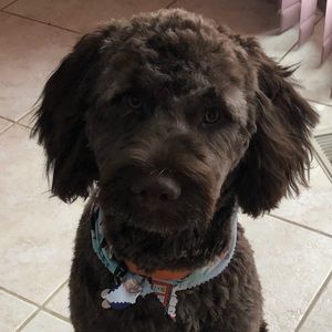 Meet your Posher, Susan